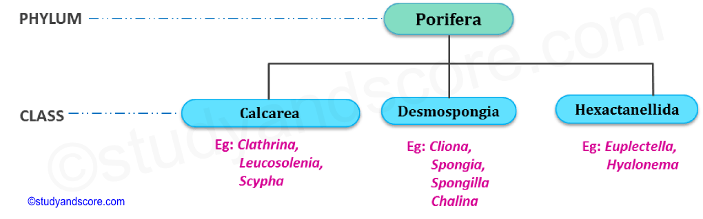 Classification of phylum porifera, cacarea, desmospongia, hexactanellida, 